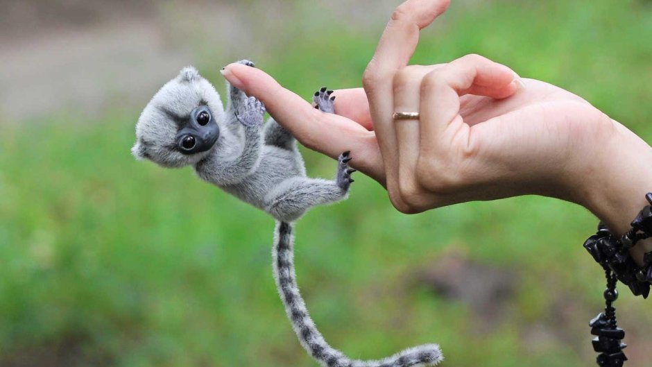 Мармозетка игрунка