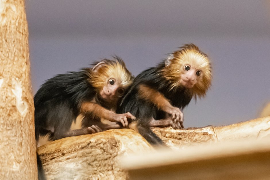 Мармозетка Гёльди