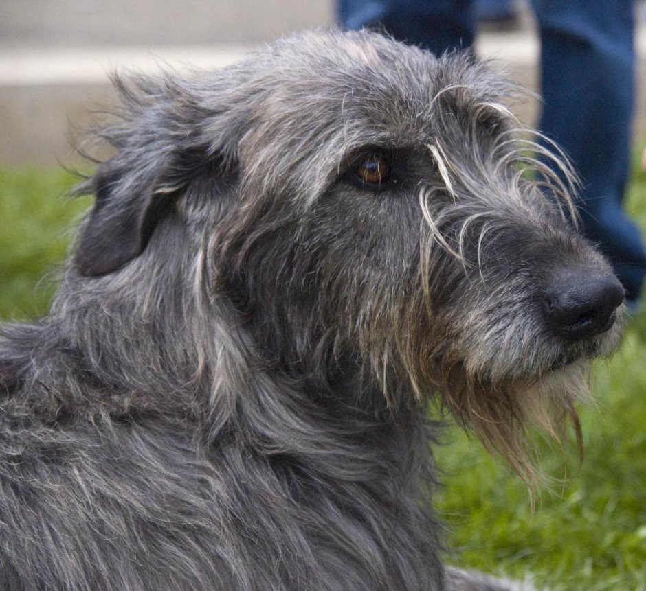 Irish Wolfhound Dog Breed
