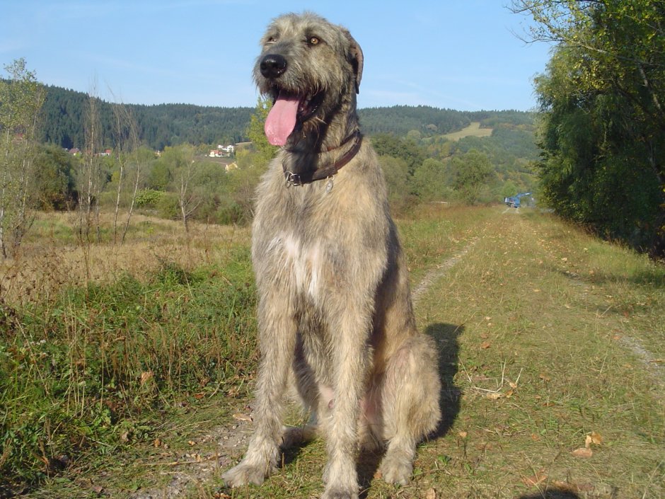 Шотландский Дирхаунд