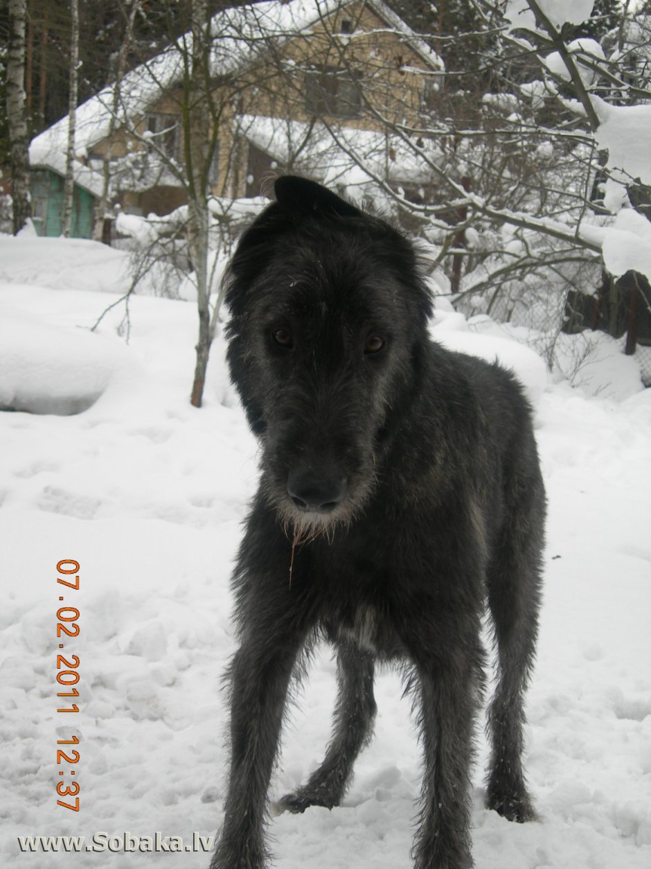 Собака черт