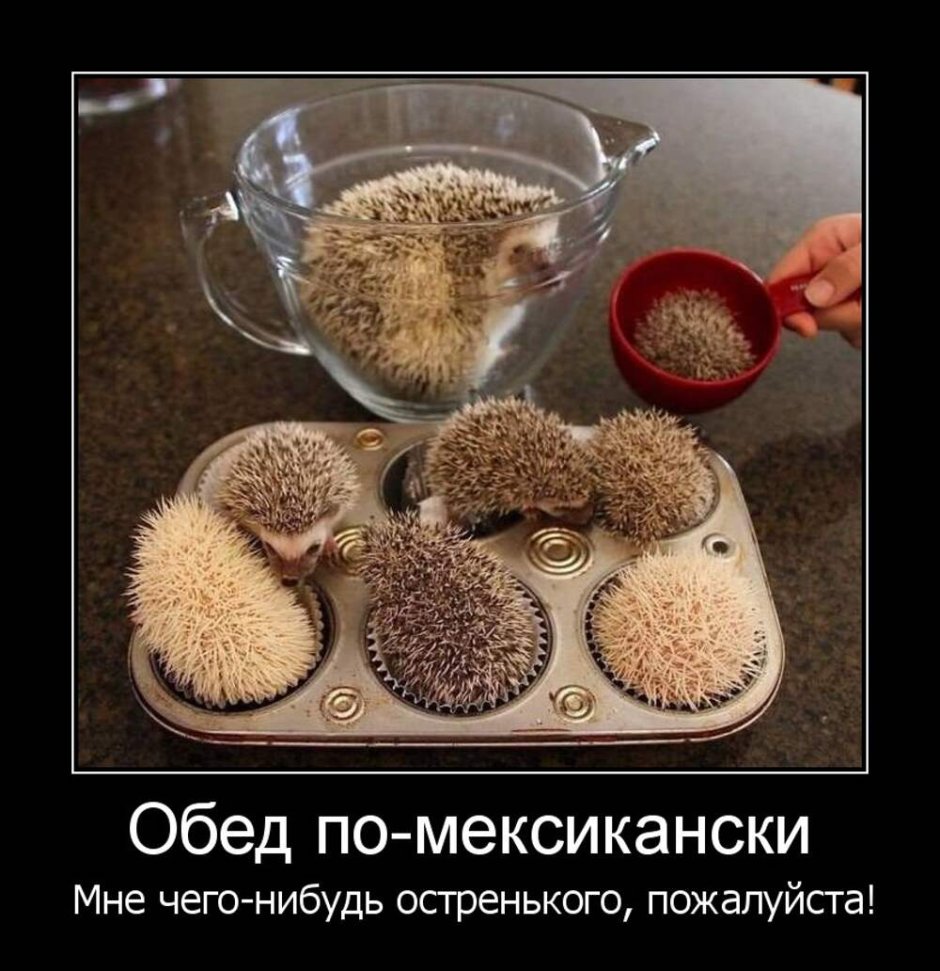 Живот ежа
