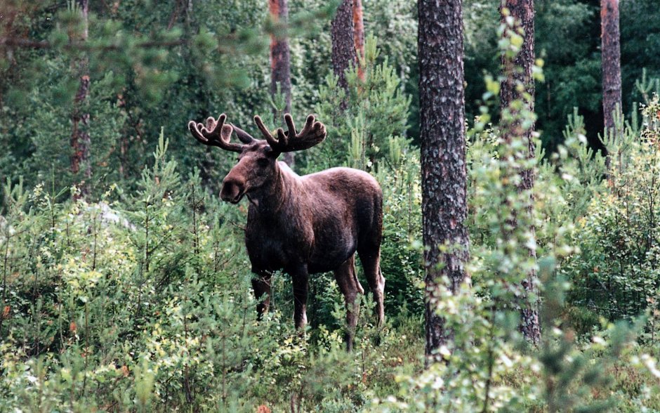 Лось Северной Америки