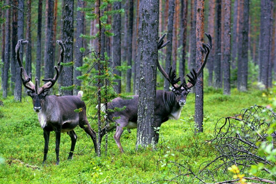 Олень в лесу