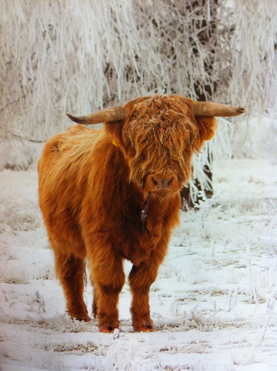 Scottish Highlands Cows