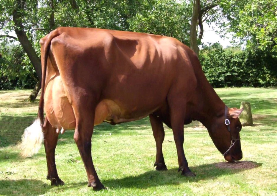 Durhurm Shorthorn Cattle