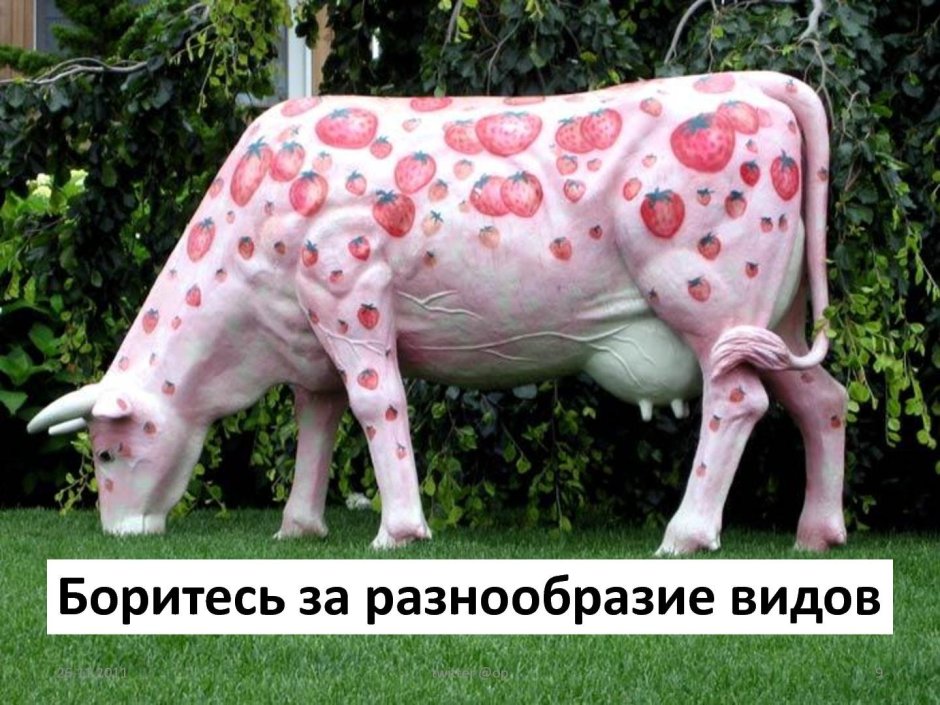 Необычная корова