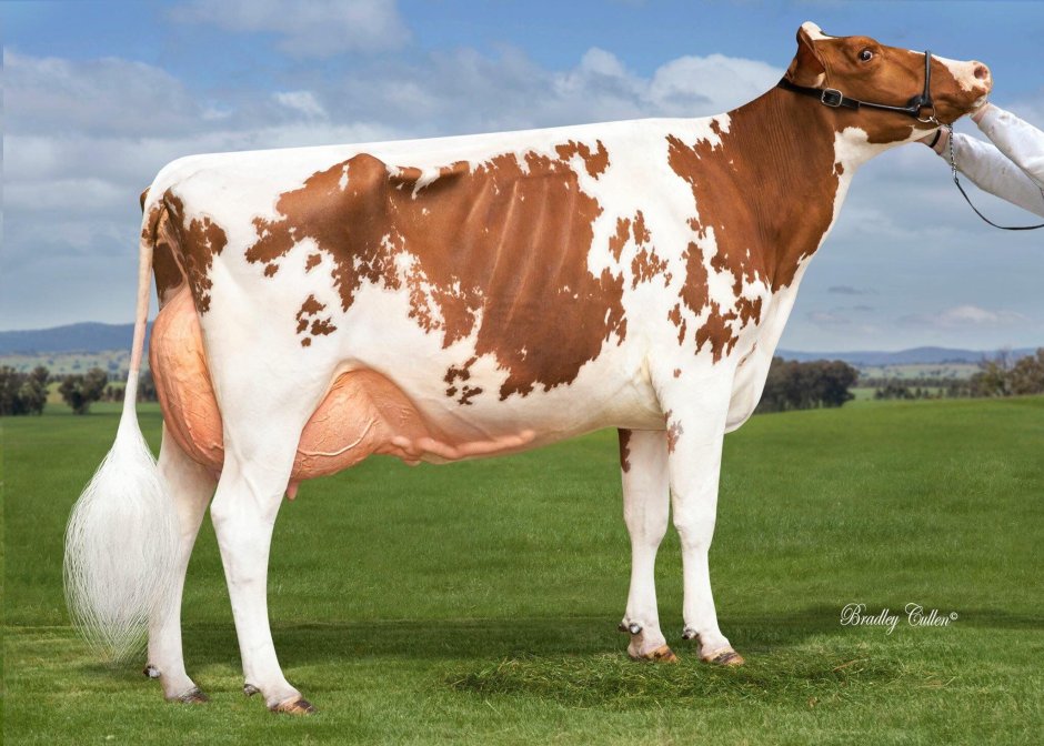 Holstein Friesian Cattle