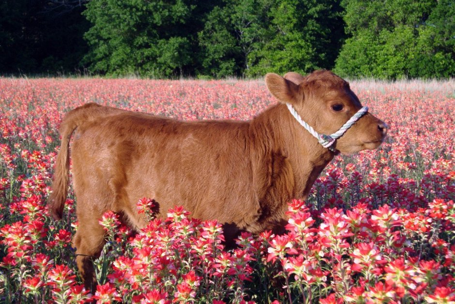 Красивая корова