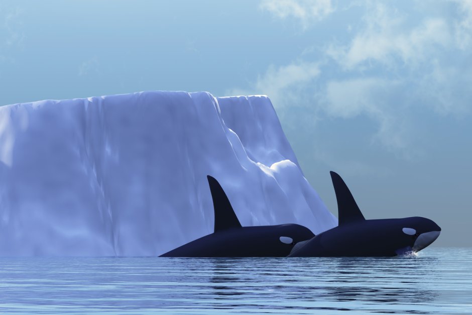 Orcinus Orca коса́тка Orca Killer Whale