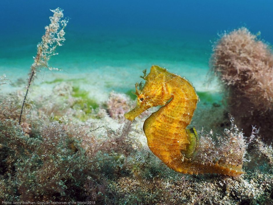 Морской конёк (Hippocampus guttulatus)