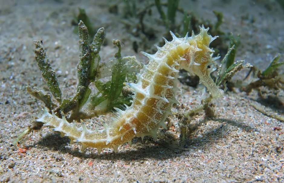 Морской конёк (Hippocampus guttulatus)