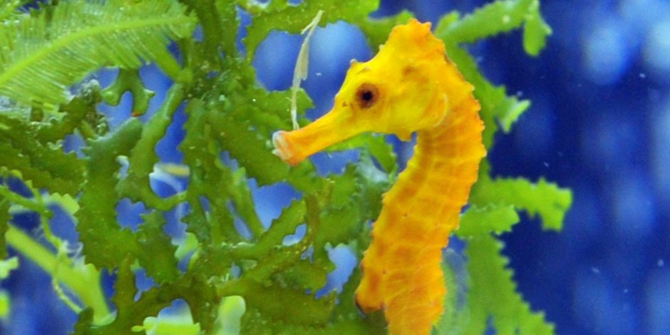 Морской пони Hippocampus satomiae