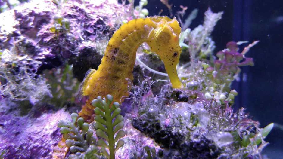 Морской конёк (Hippocampus guttulatus)