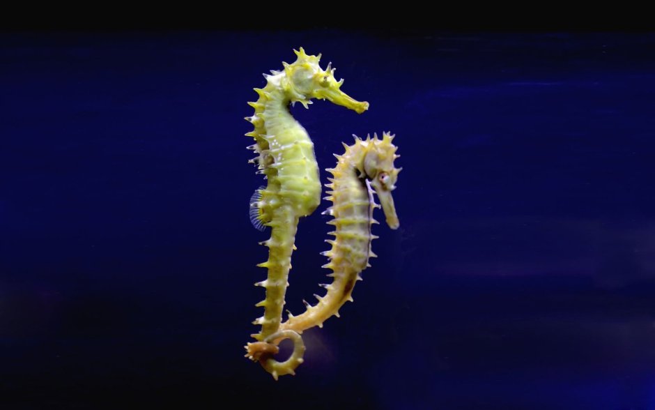 Hippocampus Hippocampus морской конёк
