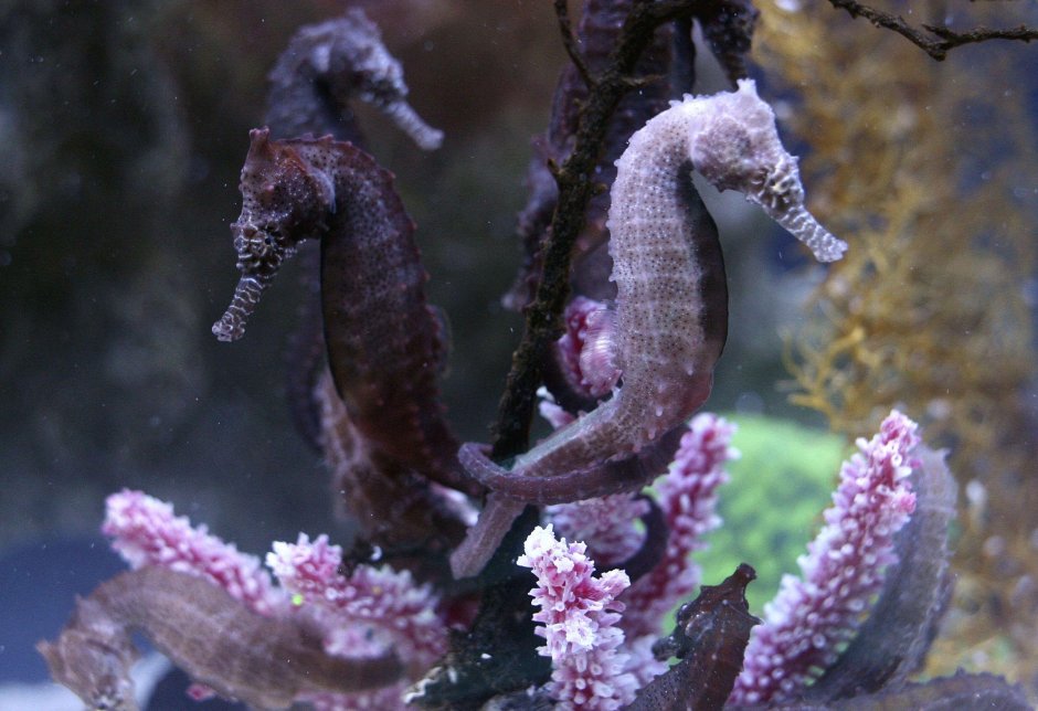 Короткомордый морской конек