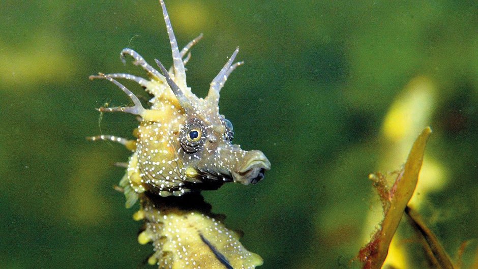 Hippocampus reidi