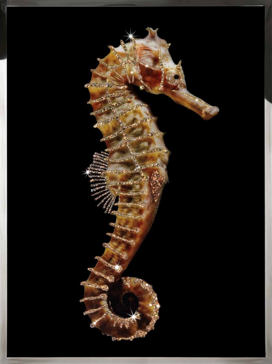 Hippocampus Hippocampus морской конёк
