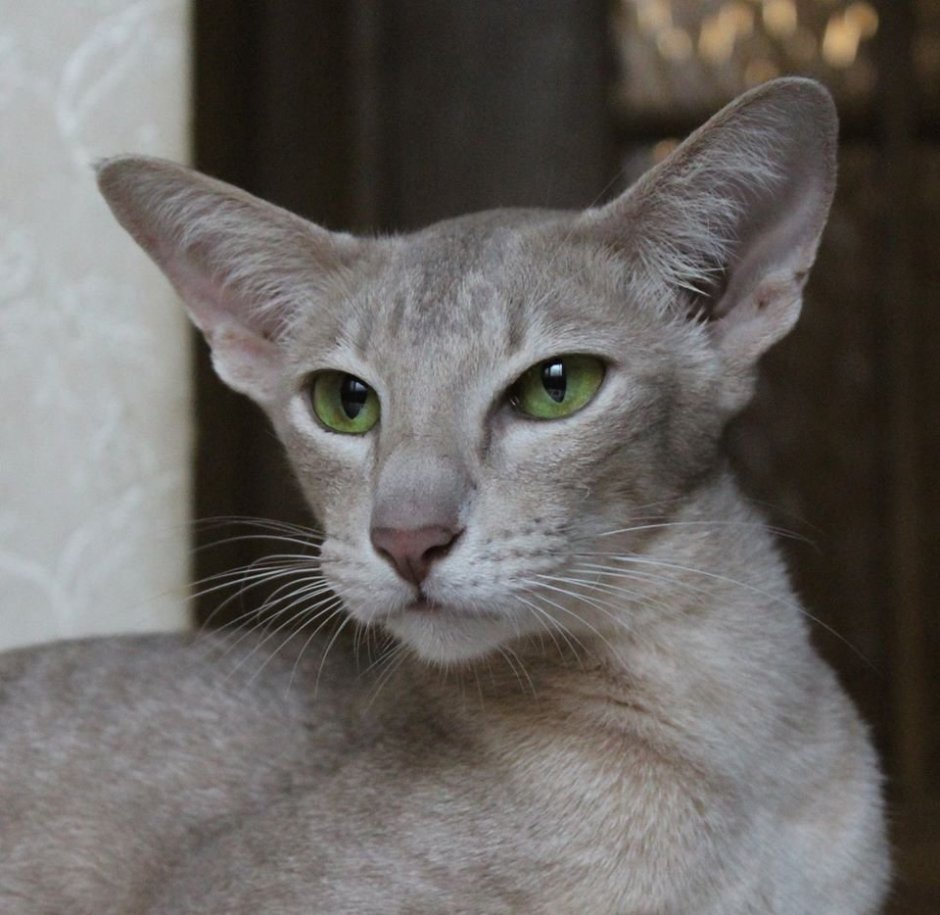 Лиловый ориентальный кот