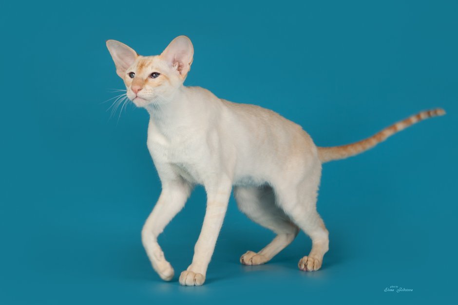 Лиловый ориентальный кот