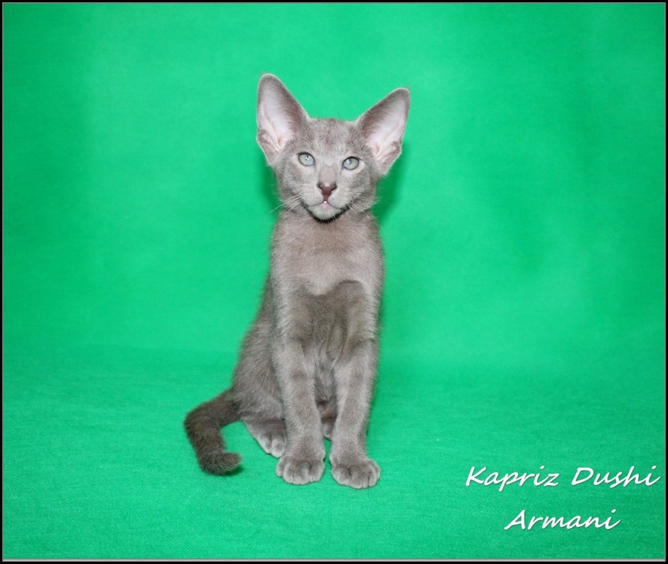 Лиловый ориентальный кот