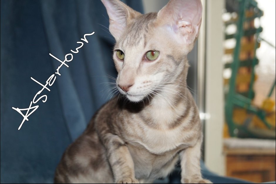 Ориентальный кот грузин