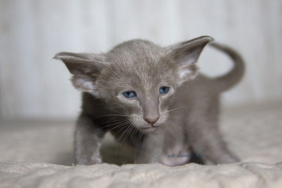 Лиловый ориентальный кот