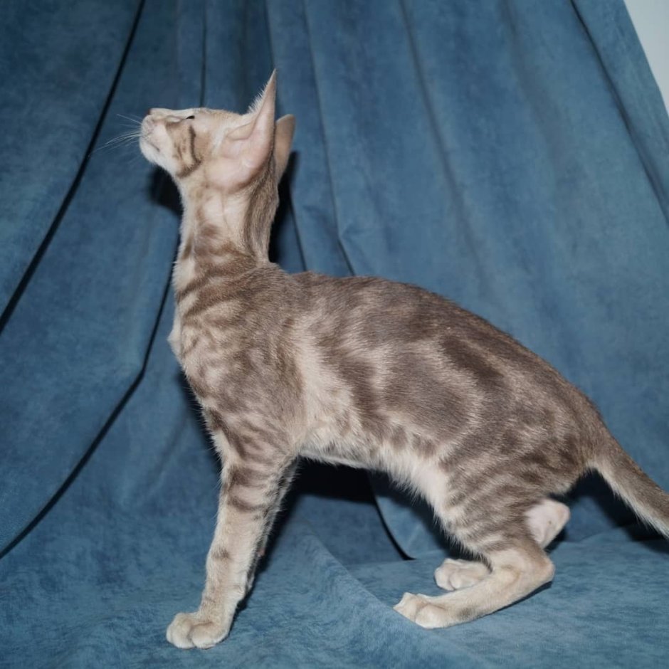 Балинезийская кошка Ориентал