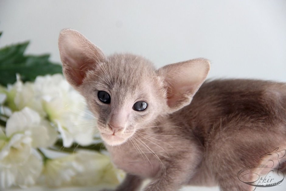 Ориентальная кошка лиловый окрас