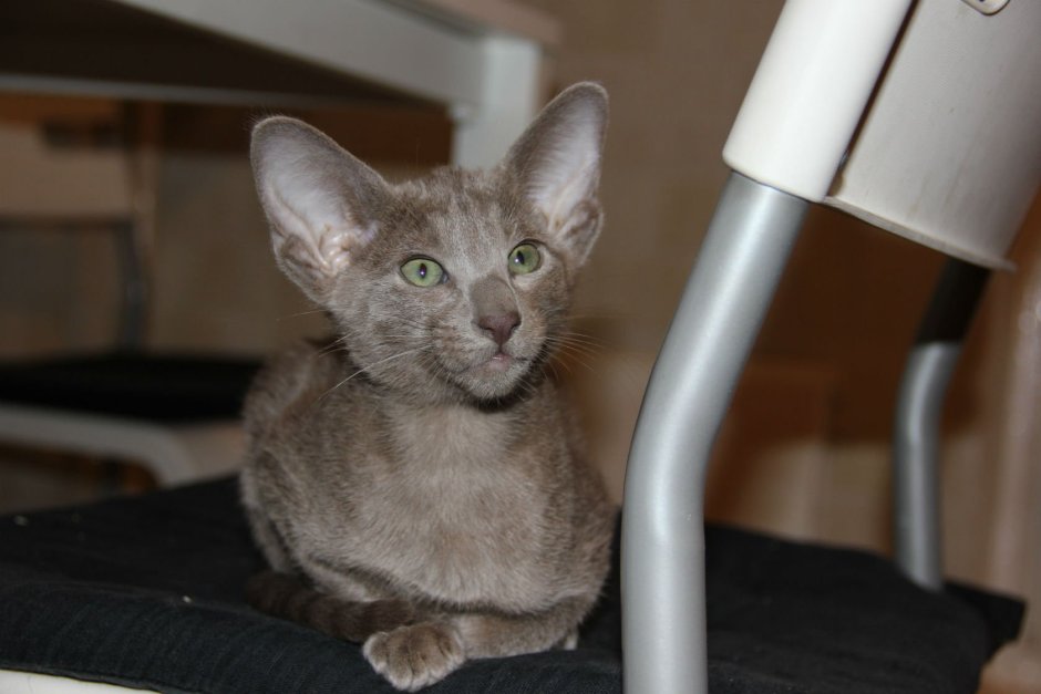 Сиамский ориентальный кот