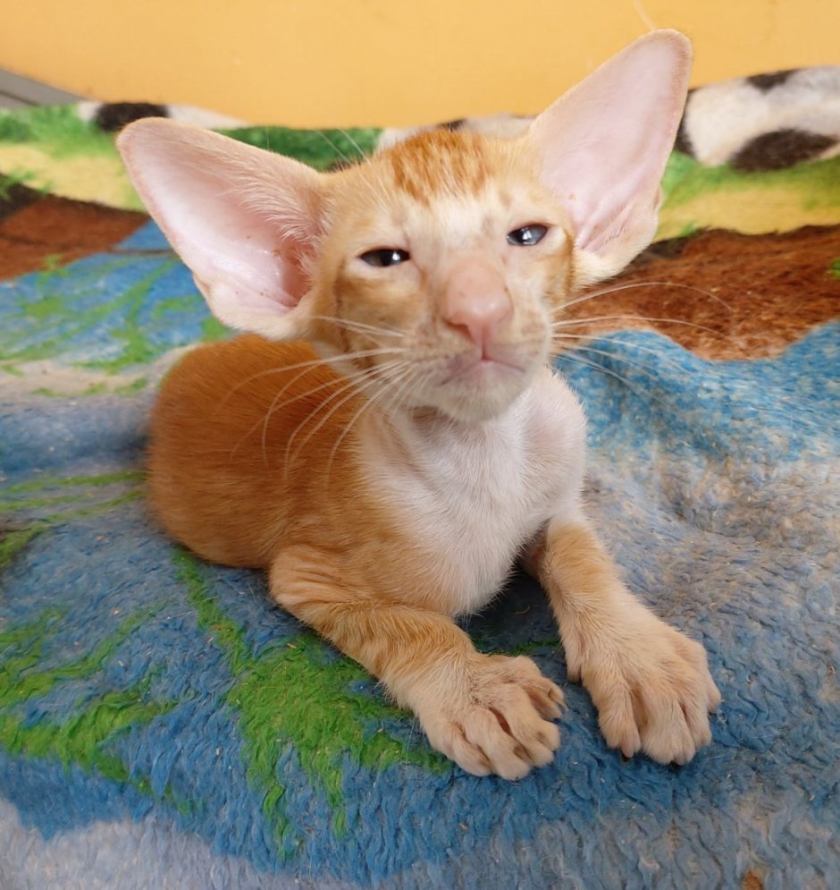 Ориентальная кошка лиловая