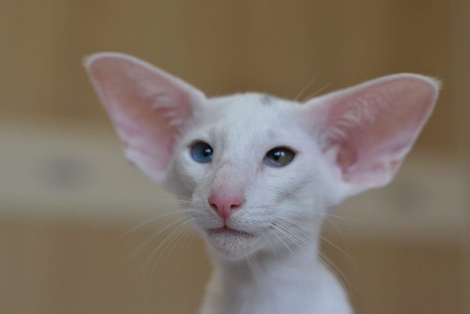 Лиловый ориентальный кот