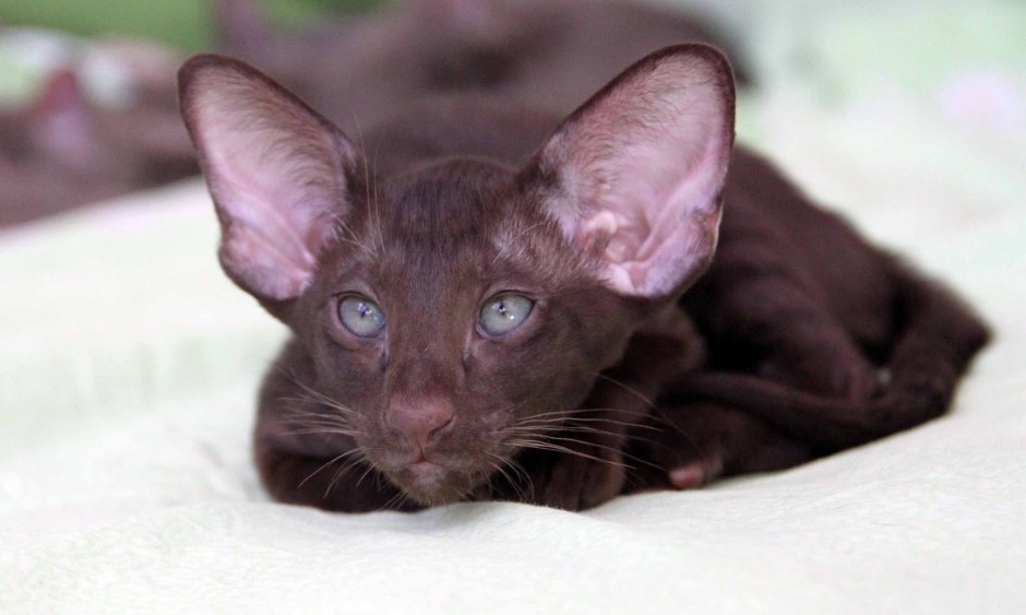 Ориентальная кошка с другими животными