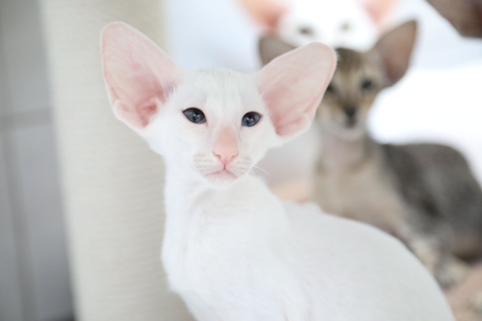 Коты "Liberty World"