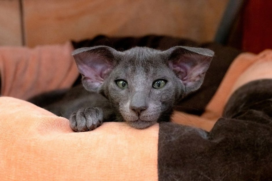 Ориентальная кошка