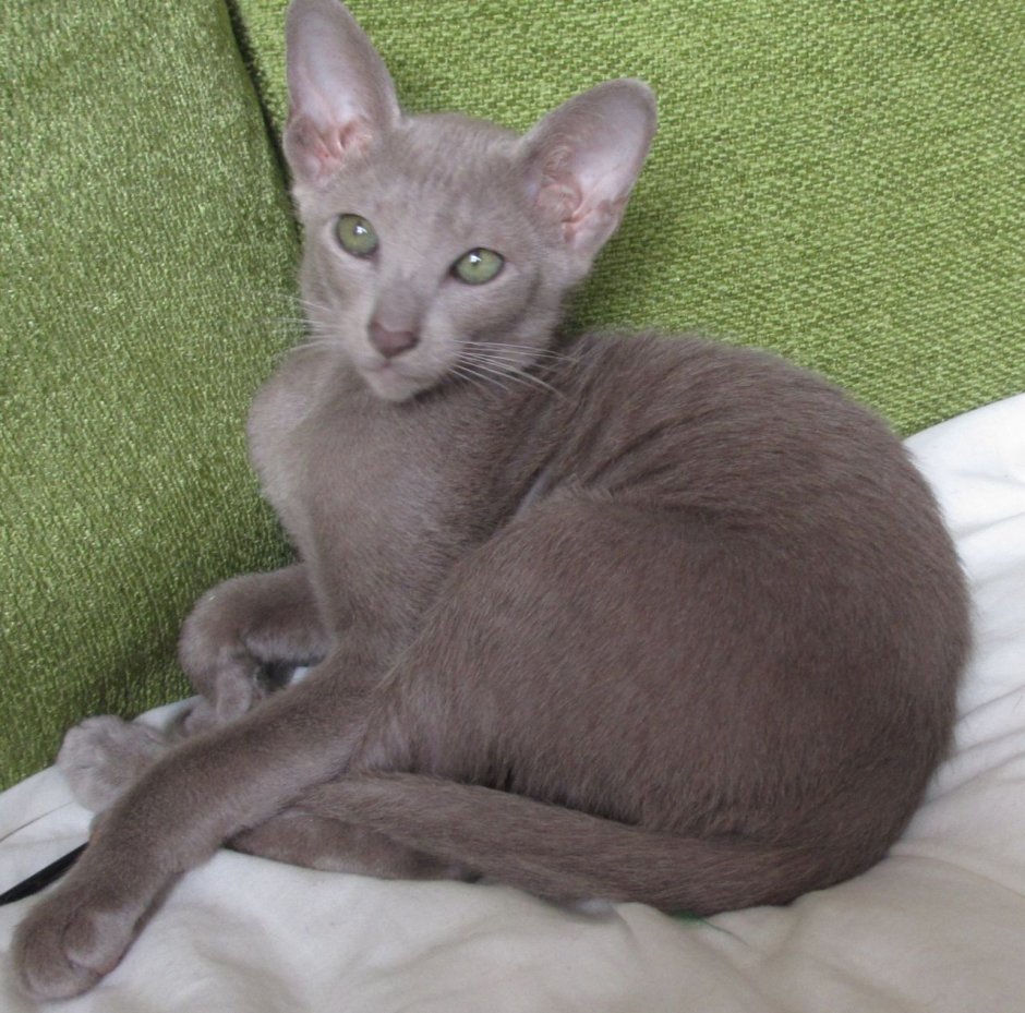 Лиловый Ориентал