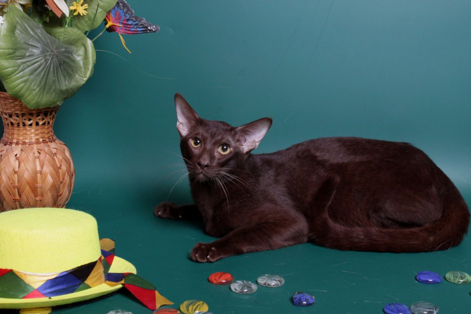 Блю Пойнт Ориентал