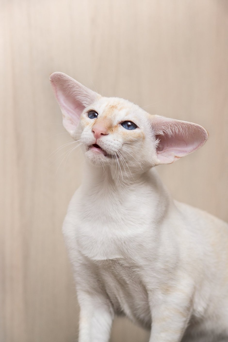 Сиамская кошка Лайлак-Пойнт