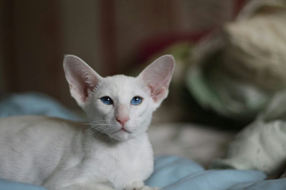 Сиамо ориентальные котята 1месяц фото