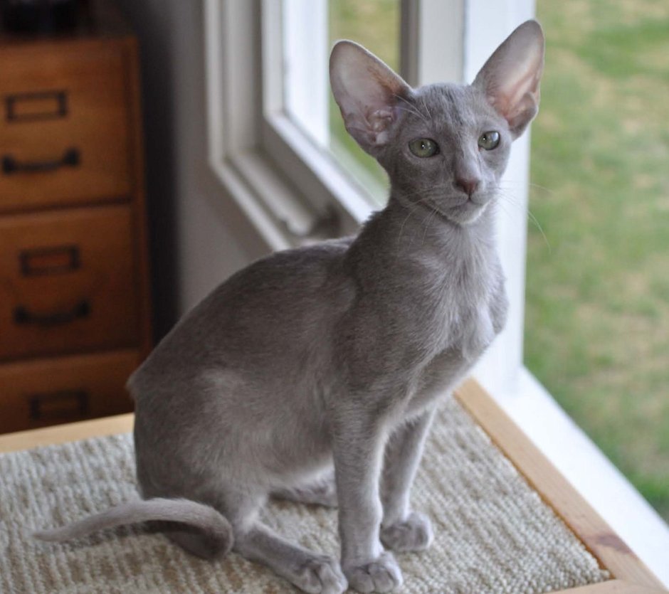 Гавана и циннамон ориентальные кошки