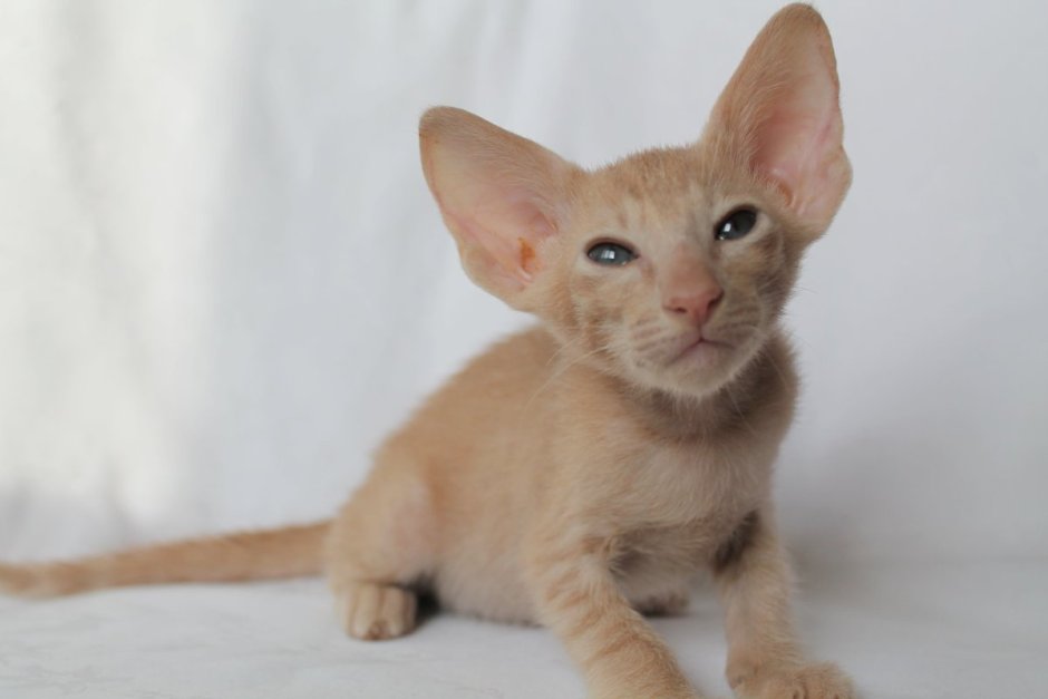 Лиловый пятнистый Ориентал