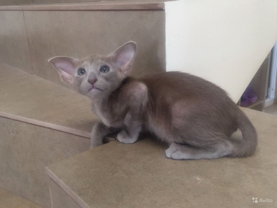 Лиловый Ориентал