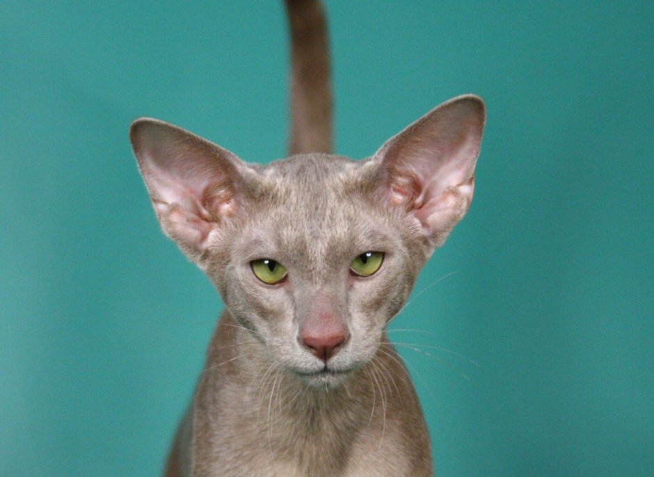 Сиамо-ориентальные кошки