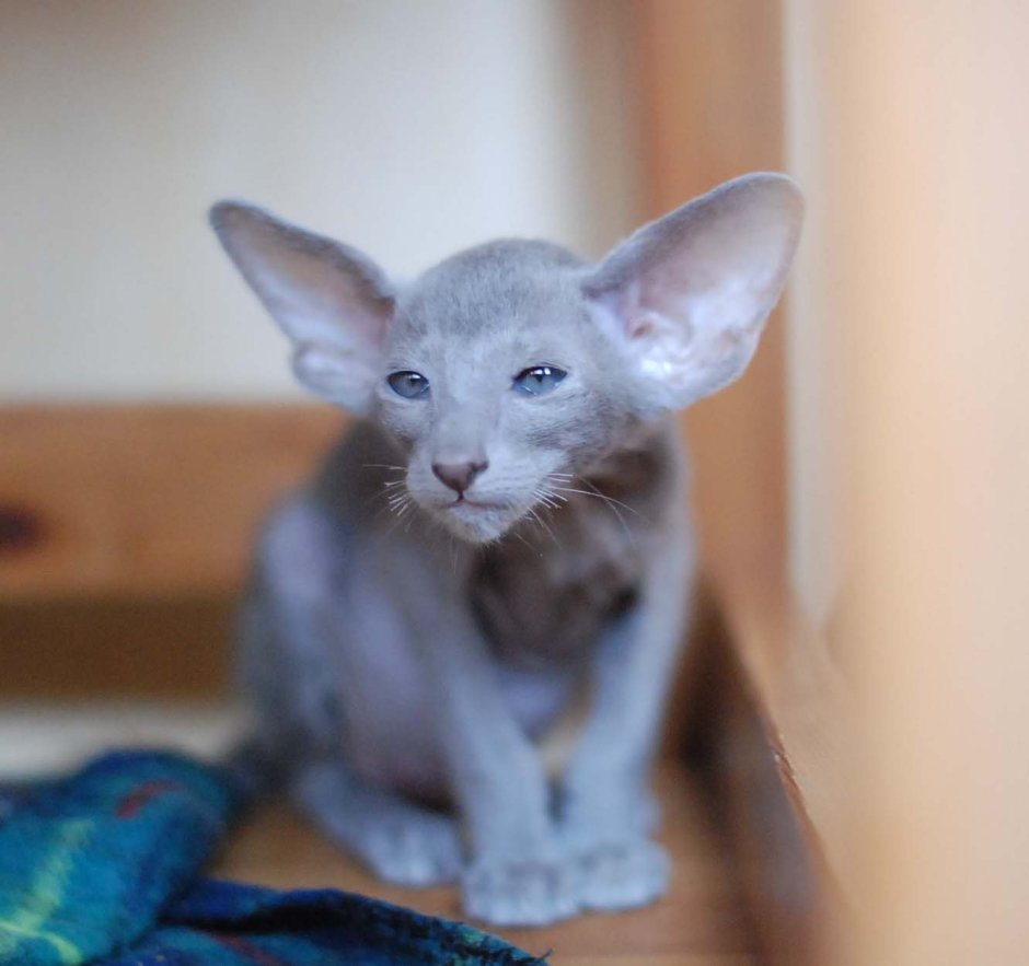 Коты ориенталы грузины