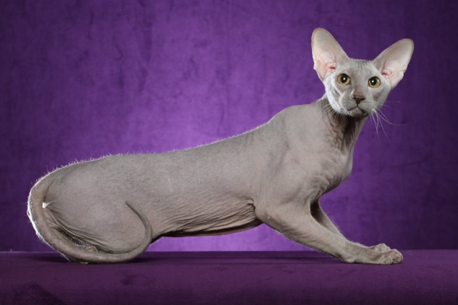 Ориентал большеухие кошки