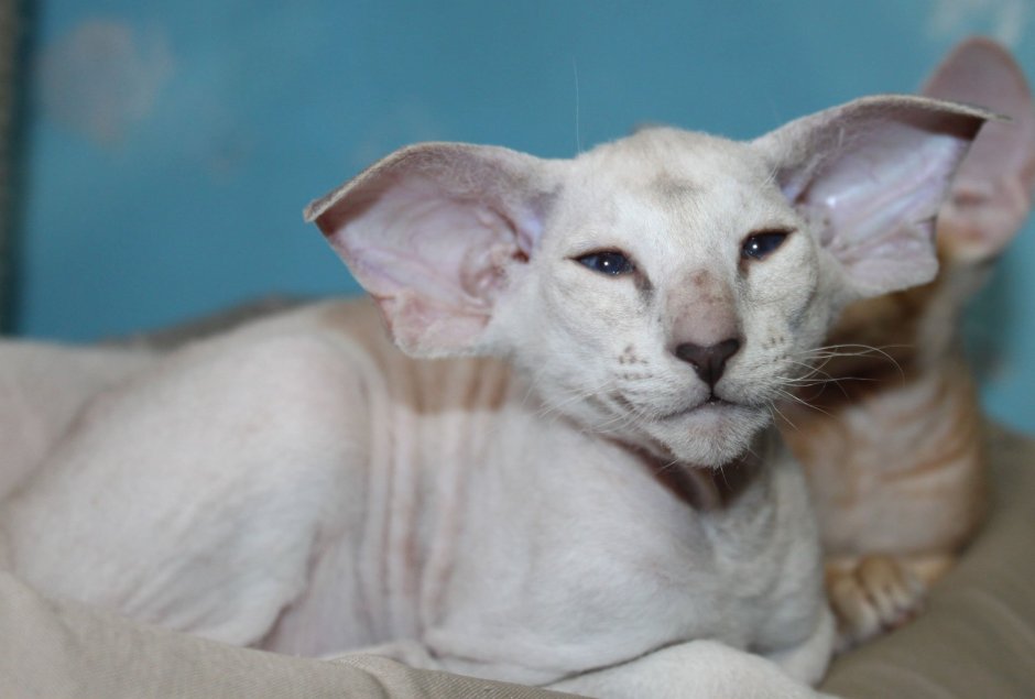 Коты ориенталы