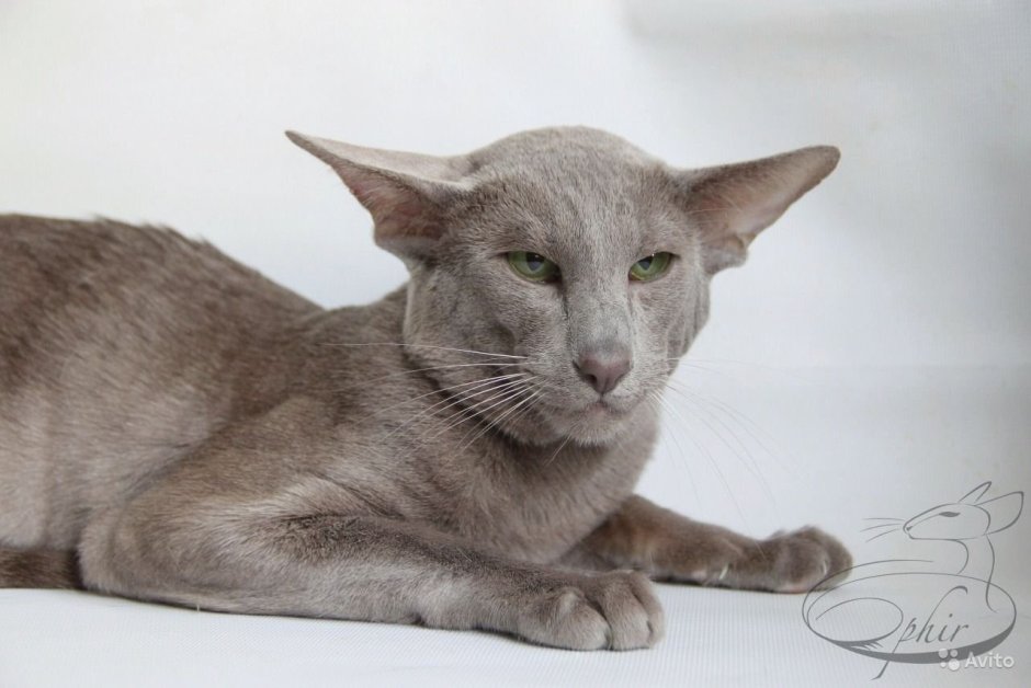 Ориентальный кот сиреневый