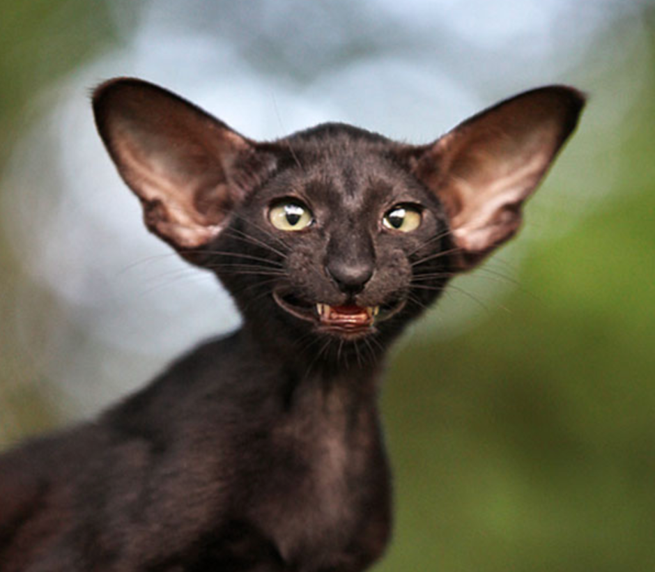 Мраморный лиловый ориентальный