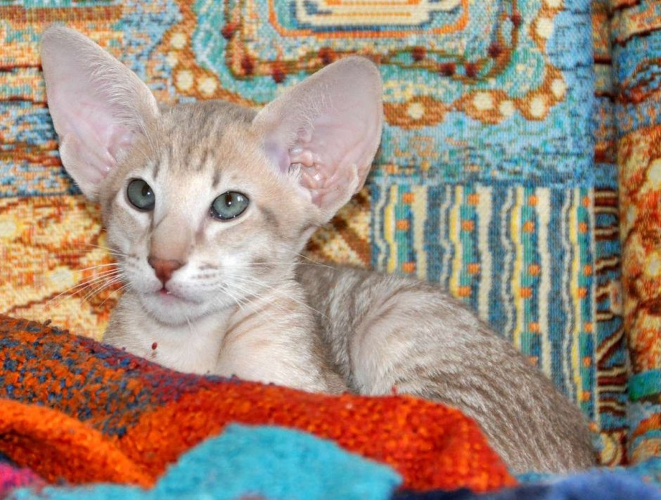 Охос азулес гетерохромия