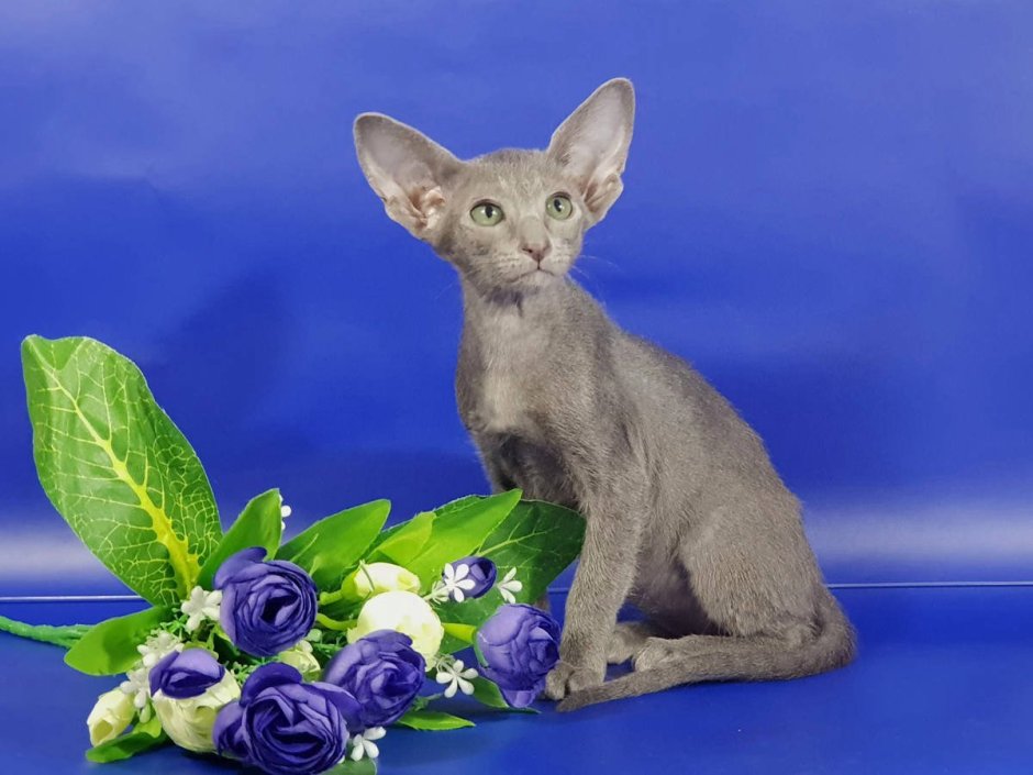 Ориентальная кошка фавн